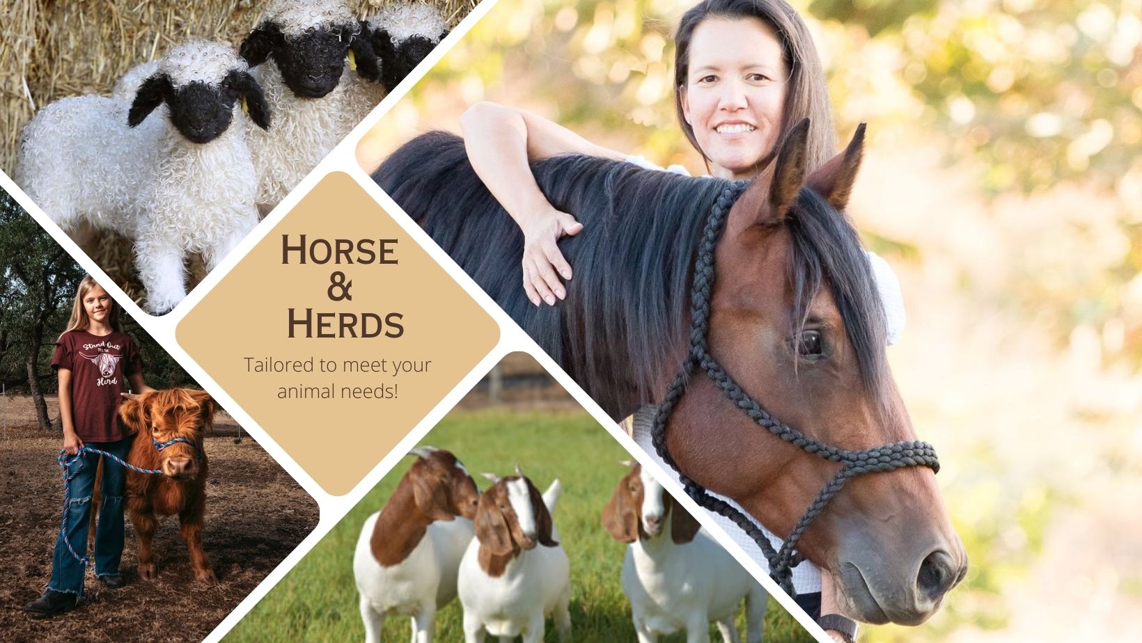best places to buy a horse